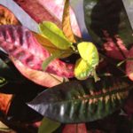 ICETON Croton Live Tropical Plant Brightly Colored Leaves Pink Yellow Green Maroon Starter Size 4 (1) Inch Pot Plant Emerald tm