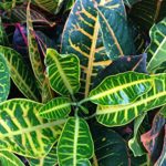 Croton Petra – Live Plant in an 8 Inch Pot – Codiaeum Variegatum ‘Petra’ – Beautiful Clean Air Indoor Outdoor Houseplant