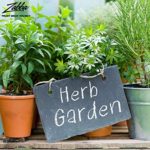Nature’s Blossom Herb Garden Seed Starter Kit. Grow 4 kitchen Herbs from Seeds – Basil, Cilantro, Parsley, Thyme.