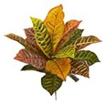 Nearly Natural 17” Garden Croton Artificial (Real Touch) (Set of 6) Silk Plants, Multi