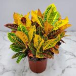 Croton Petra Plant – Tropical Foliage Plant Live – Overall Height 20″ to 24″ – Tropical Plants of Florida (Plant Only)